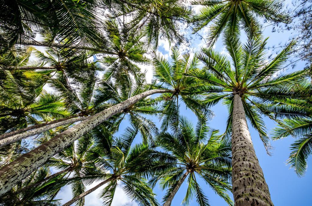 Cairns Beaches Flashpackers Palm Cove Dış mekan fotoğraf